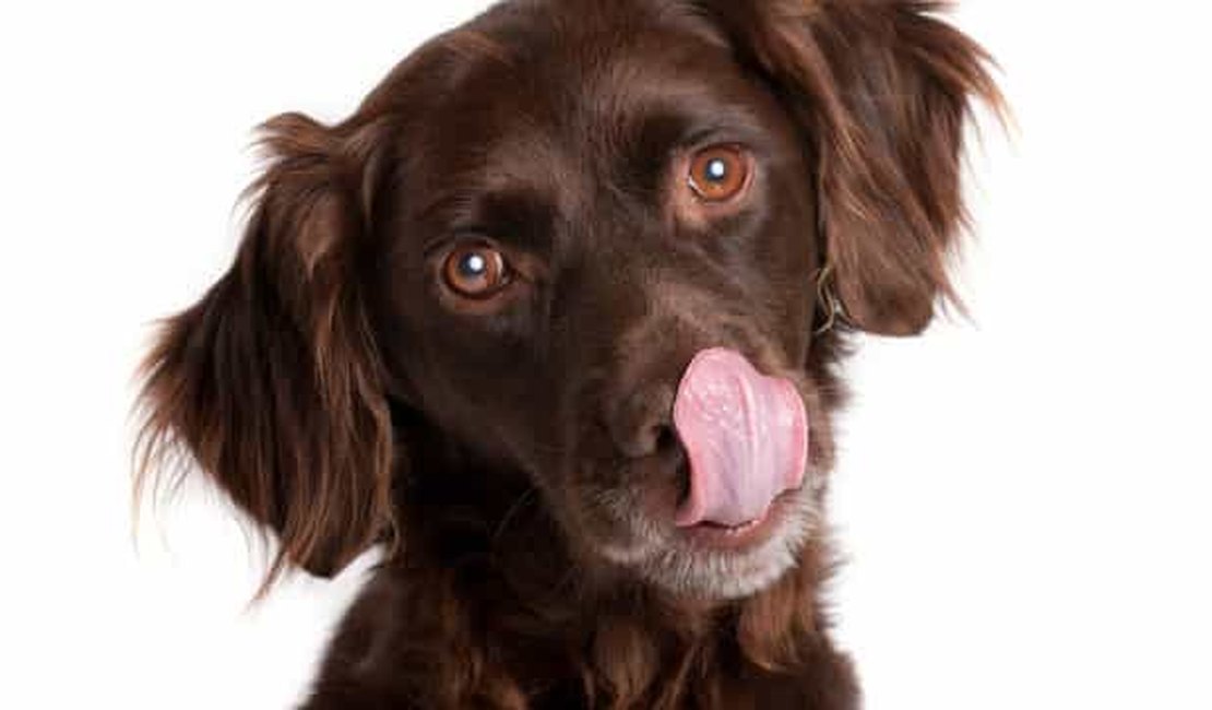 Seu cão cheira mal mesmo depois do banho? Veja motivo!