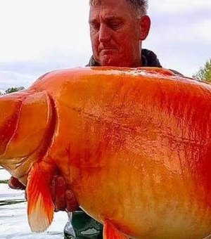 Pescador captura um dos maiores peixes dourados do mundo, com cerca de 30 quilos