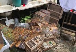 Polícia apreende quase 300 aves silvestres em pet shop