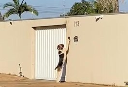 Vídeo: Cachorro toca campainha para entrar em casa no MT e surpreende dono: 'pensava que era fantasma'