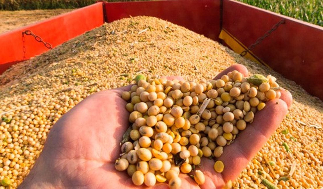 Alagoas ganha espaço na produção de soja e deve crescer em 41,5 milhões de toneladas na safra 22/23