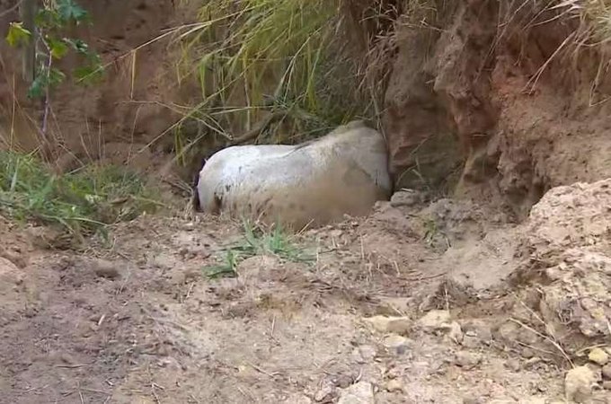 ‘Cortei por cortar’, diz homem que alegou estar bêbado ao mutilar patas de cavalo