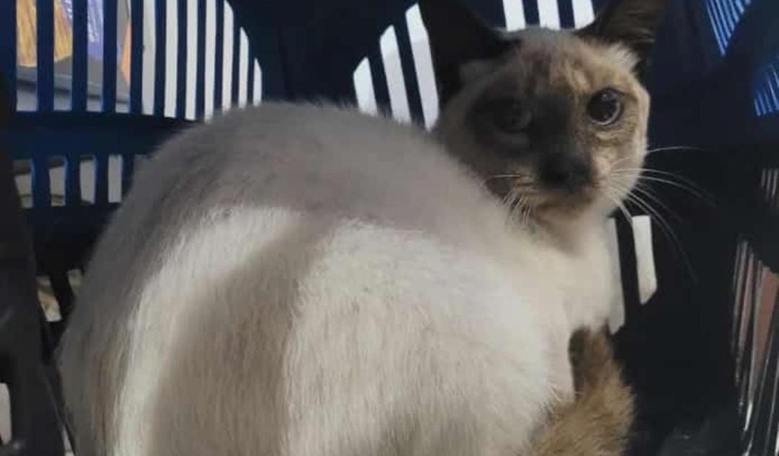Moradora do bairro Brasília busca tutor de gata encontrada no quintal de casa