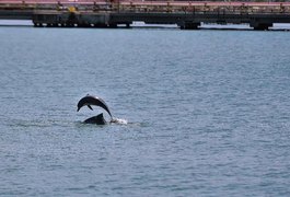 Golfinhos dão espetáculo no Porto de Maceió e surpreendem turistas de cruzeiro