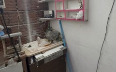 Conselho Regional de Odontologia flagra exercício ilegal da profissão e risco à saúde pública em Campo Alegre