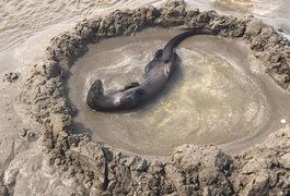 Lontra é encontrada por populares na Praia do Patacho no litoral de Alagoas