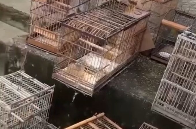 VÍDEO: BPA resgata 37 aves que estavam em local irregular em Maceió
