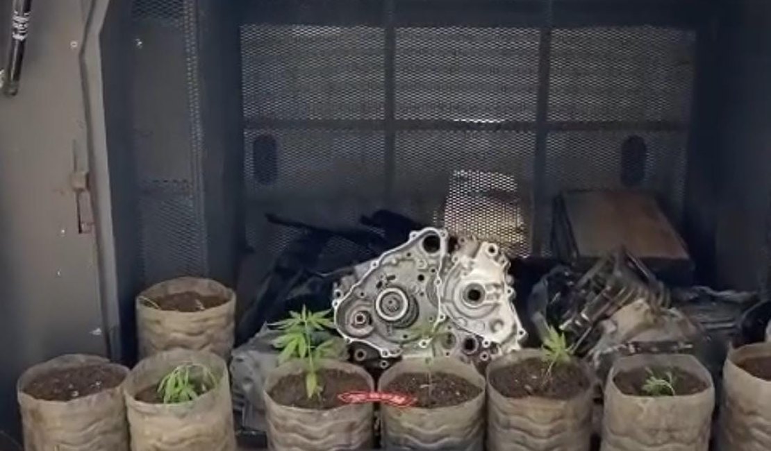 Homem de 20 anos é preso com plantação de maconha em residência e peças de motos, em Junqueiro
