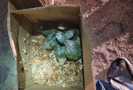 Polícia Ambiental resgata quase 100 aves silvestres dentro de ônibus, em Palmeira dos Índios