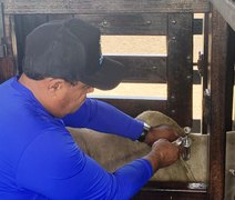 Prazo para criador atualizar os dados cadastrais do rebanho termina no próximo dia 30