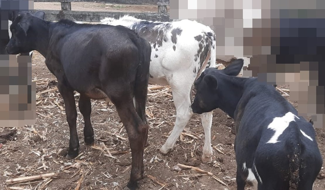 Produtor rural tem animais furtados durante a madrugada, em Traipu