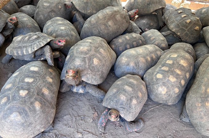 Entrega voluntária de animais silvestres é alternativa legal e responsável