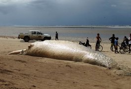 Baleia jubarte encalha morta em São Miguel dos Milagres