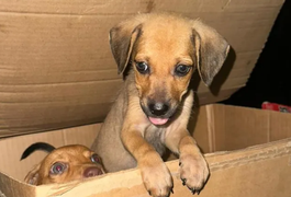 Polícia Civil investiga abandono de filhotes de cachorros em Maceió; animais estavam dentro de caixa