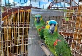 Operação prende duas pessoas, apreende 395 aves silvestres e gera R$ 200 mil em multas, em AL