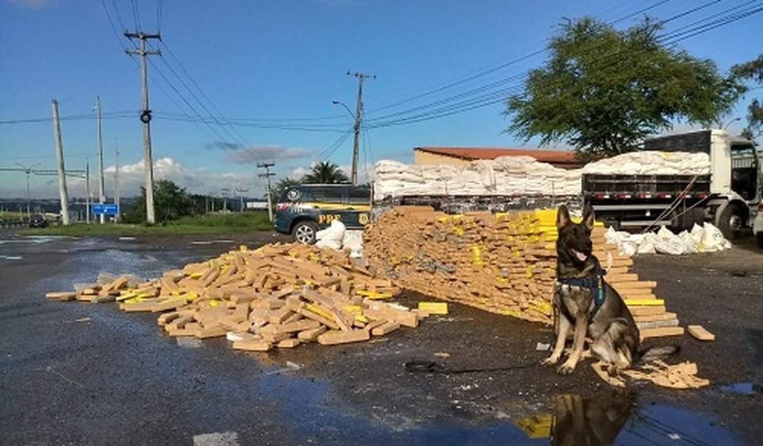 PRF prende caminhoneiro com mais de 3 mil quilos de maconha