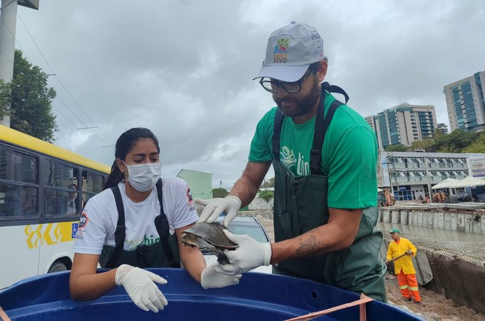 Cágados saem do Riacho Salgadinho para escapar da correnteza; equipes estão resgatando animais