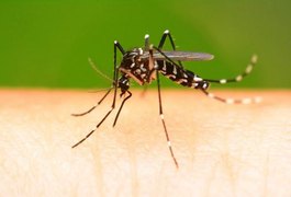 Alagoas registra aumento de 34,5% no número de casos de dengue