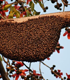 Idoso fica isolado em casa após colmeia de abelhas cair no quintal no Litoral Norte