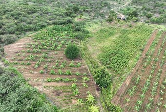 MPAL descobre plantação de maconha na Bahia e 14 mil pés da planta são destruídos em operação