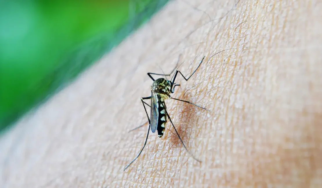 Dengue: Arapiraca e outras 59 cidades alagoanas estão em situação de alerta; 6 apresentam risco de surto