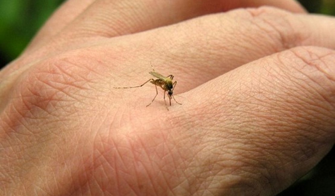 Hospital registra aumento nos casos de zica e chikungunya em Arapiraca