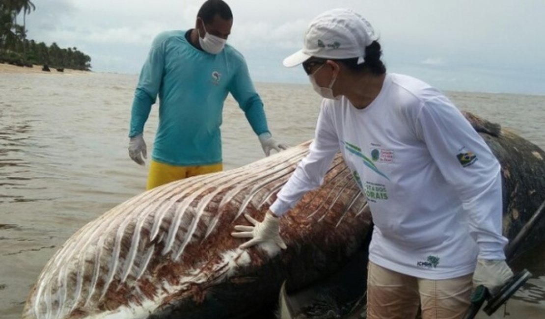 Baleia encalha morta na praia do Litoral Norte de Alagoas