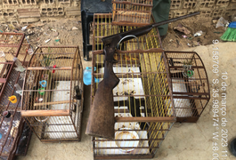 IMA apreende aves e homem é autuado em R$ 3,5 mil no interior de Alagoas