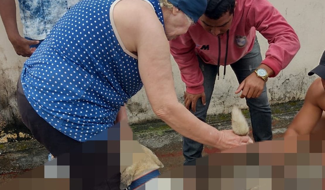 Cachorro é esfaqueado e socorrido por moradores, em Arapiraca