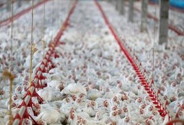 Exportação de carne de frango do Brasil cai 8,8% em janeiro