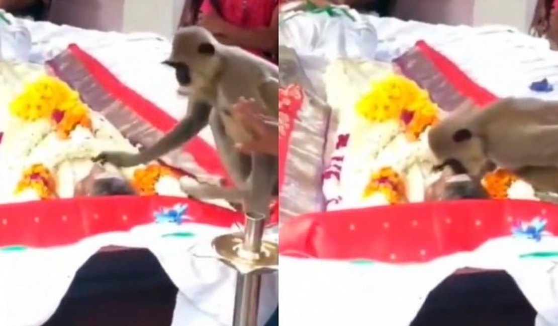 Macaco vai a funeral de homem que costumava alimentá-lo, acaricia amigo e vídeo emociona