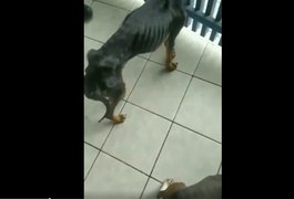 Tutor é detido após polícia encontrar cães em situação de maus-tratos, em União dos Palmares