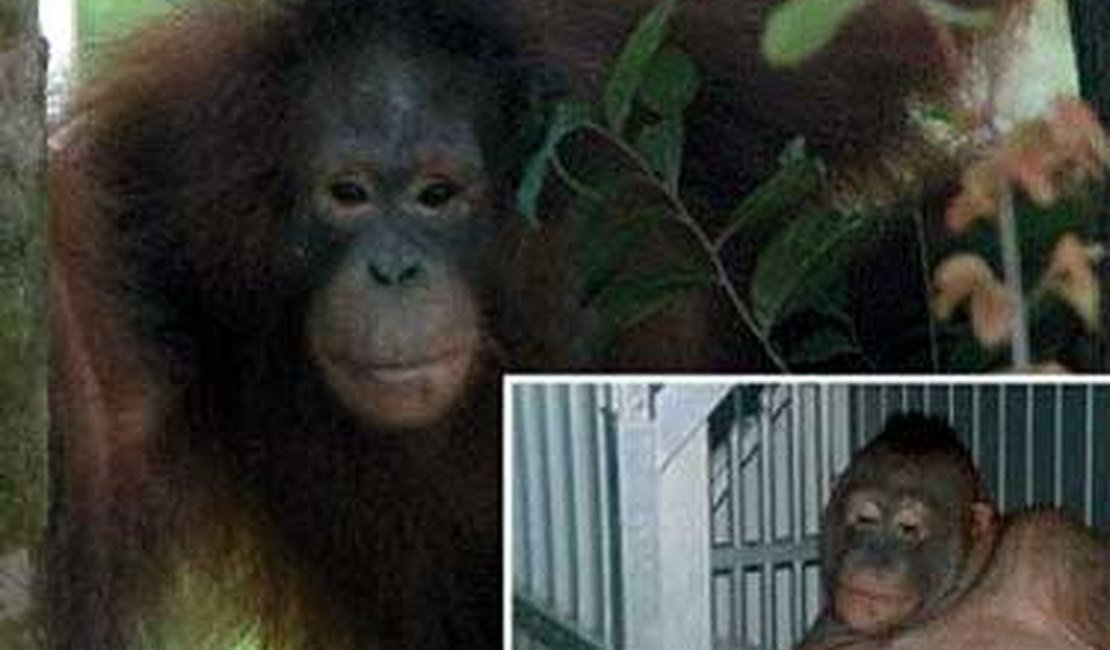 Orangotangos são usados em redes de prostituição, na Ásia