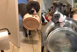 Pitbull fêmea usa a criatividade para avisar que a comida acabou