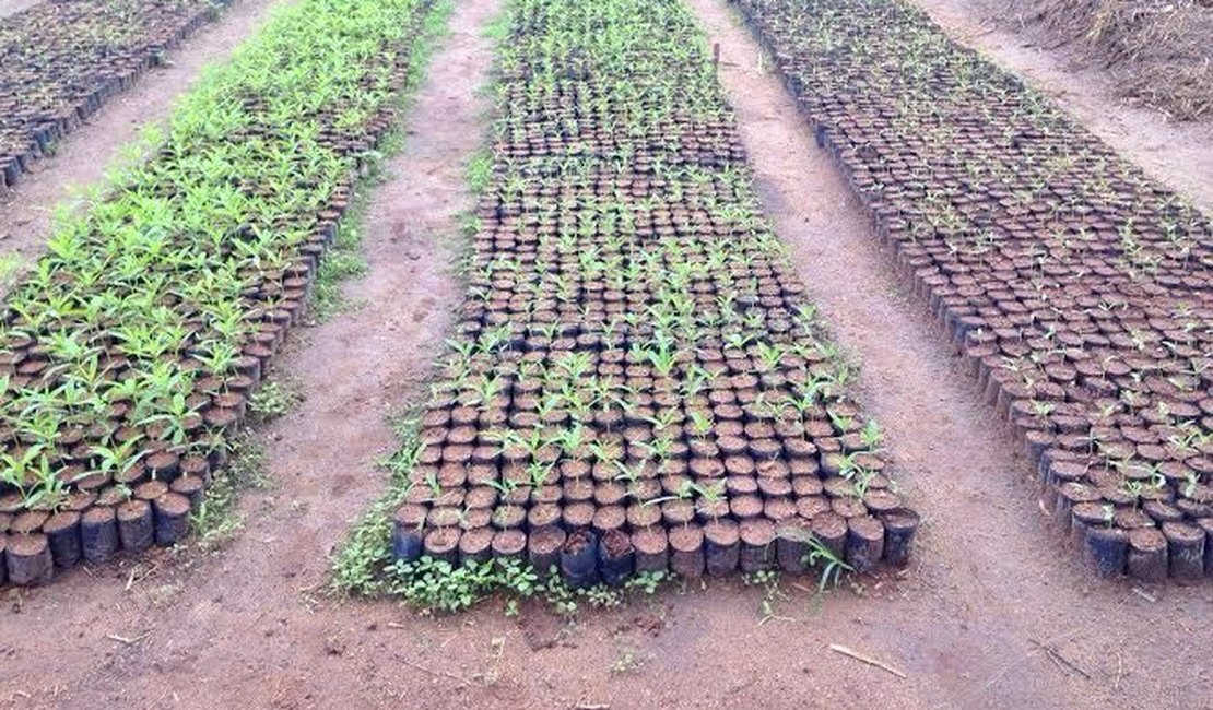 São Miguel dos Campos aposta na planta Crotalária para combater o Aedes aegypti