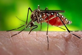 Maceió já registra 2.036 casos de dengue