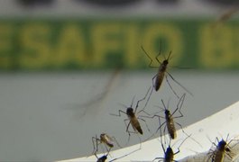 Brasil ultrapassa 500 mortes por dengue em 2022