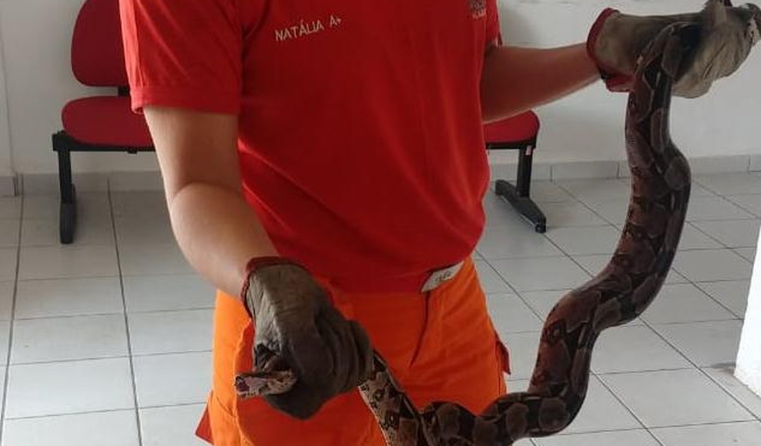 Corpo de Bombeiro captura cobra de 1,5 metros na rodovia AL 101
