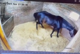 Vídeo mostra o momento em que cuidador mata cavalo avaliado em R$ 150 mil em haras na Argentina