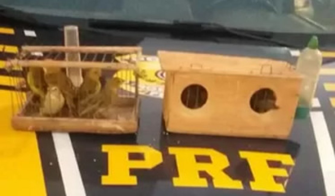PRF apreende pássaros silvestres e prende suspeito em Teotônio Vilela
