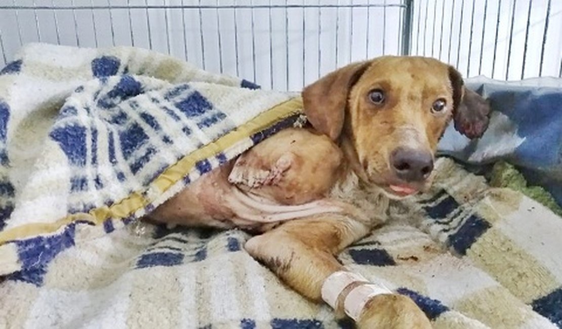 Cão sobrevive após ser amarrado na linha do trem e ter pata amputada, em SP