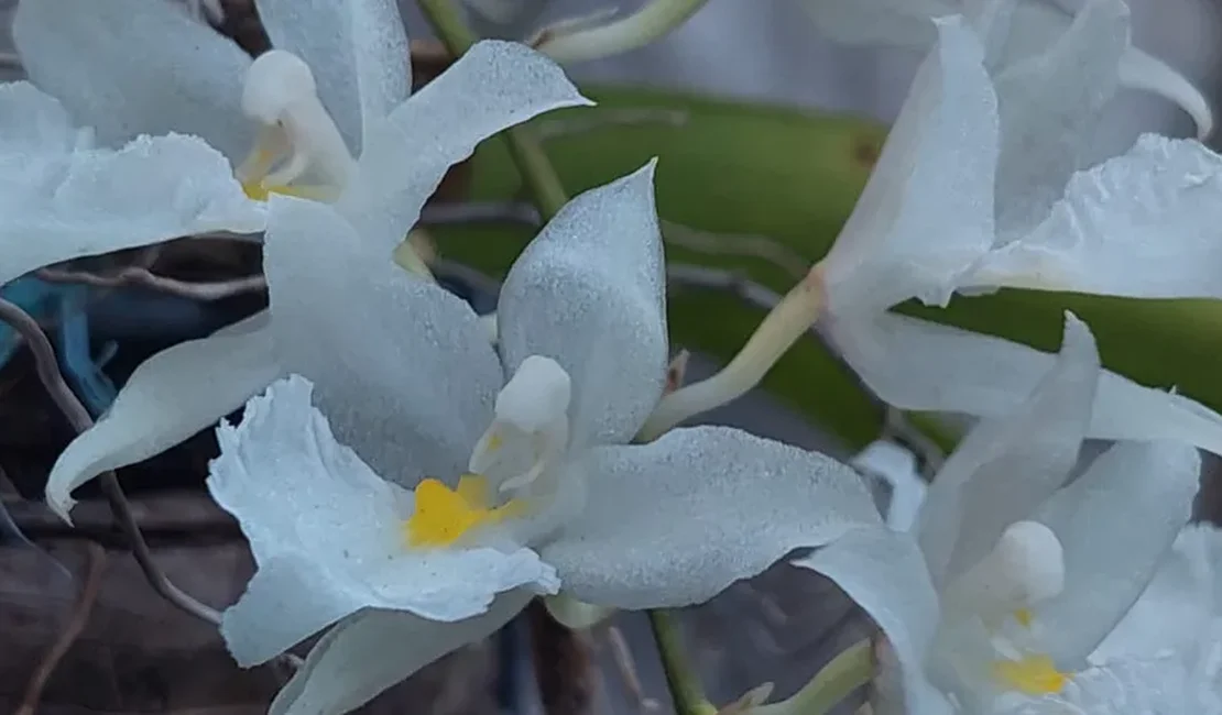 Polícia Federal prende e multa em R$ 72 mil um homem suspeito de traficar orquídeas e bromélias no interior alagoano