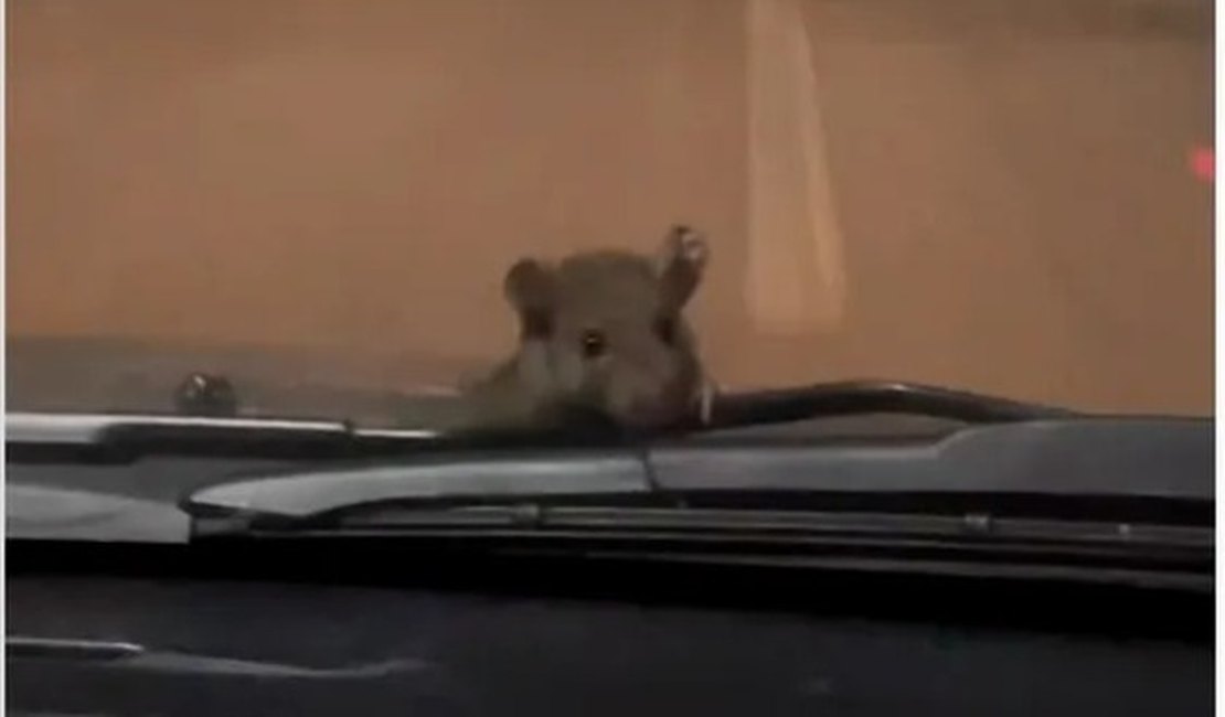 Rato pega carona, escala carro em movimento e assusta mãe e filha