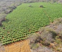 Dono de propriedade rural com 25 mil pés de maconha no Sertão é identificado; saiba mais