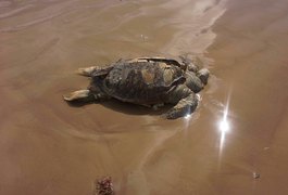 Mortandade de peixes e tartarugas assusta pescadores e moradores do Pontal do Peba