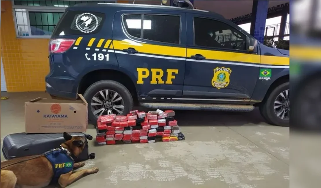 PRF apreende quase 57 kg de maconha em ônibus que estava vindo para Alagoas