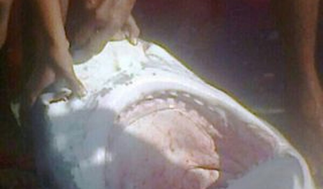 Tubarão de quase 300 Kg é capturado na Praia do Francês