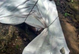 Criança morre eletrocutada ao subir em árvore, em Boca da Mata
