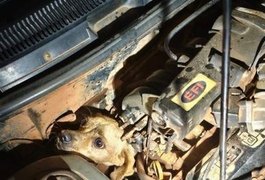 Cachorro caramelo é resgatado após ficar preso em motor de carro