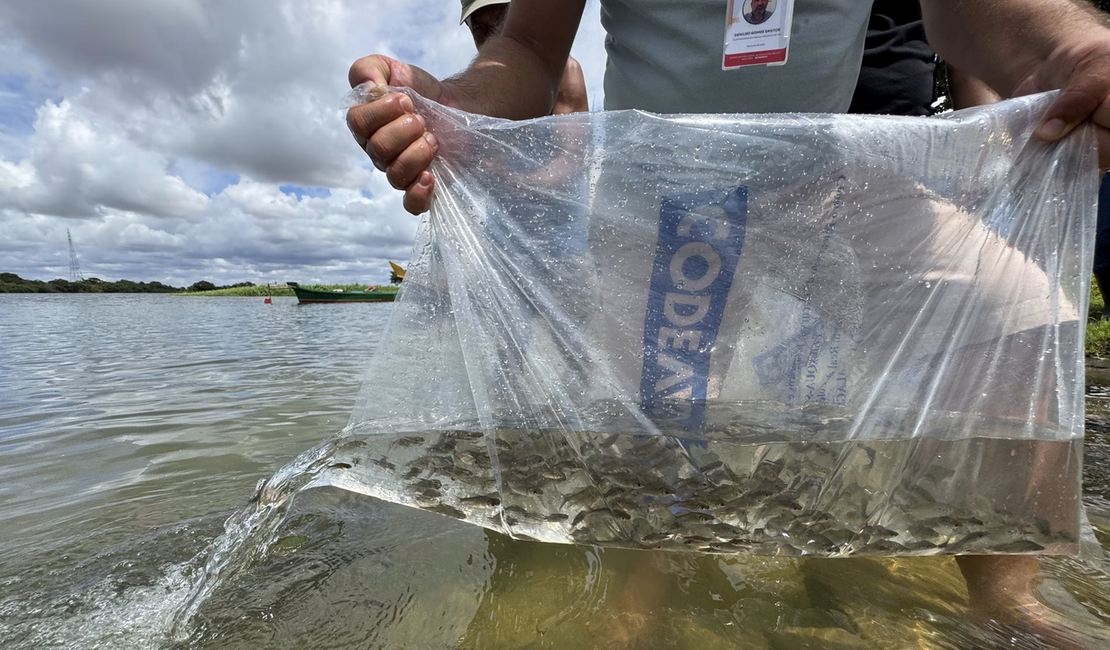 Bom Jesus 2026: Prefeitura de Penedo e Codevasf inserem cem mil alevinos no Rio São Francisco